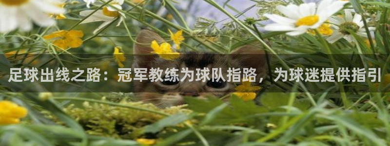 足球出线之路：冠军教练为球队指路，为